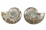 Cut & Polished, Crystal-Filled Ammonite Fossil - Madagascar #282647-1